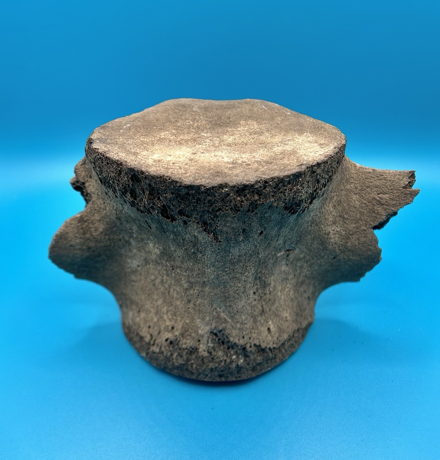 Fossil Cetacean Vertebra – Whale or Dolphin – Peace River, Florida