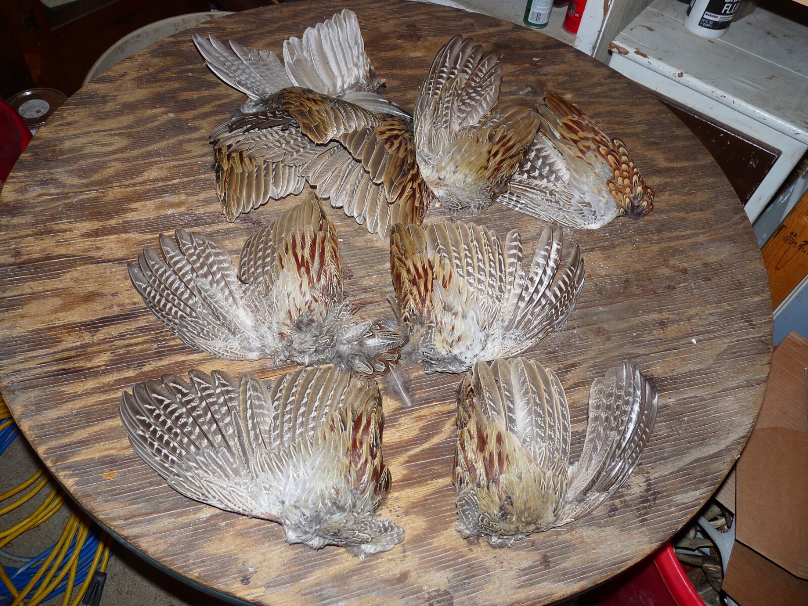 4 Beautiful fanned Pheasant wings 2 PAIRS for crafts dog training NATIVE FAN
