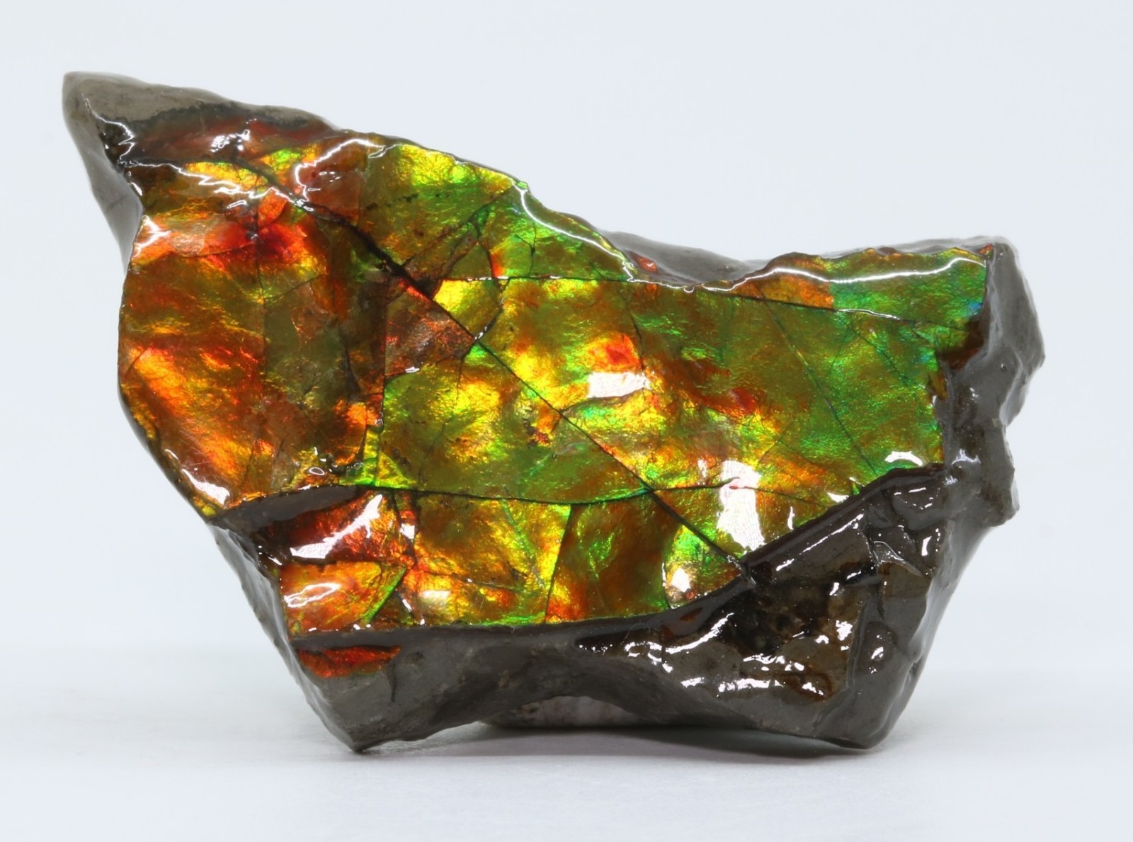 KORITE Ammolite Ammonite shell 41.7mm 1.64" Alberta Canada COA 7139