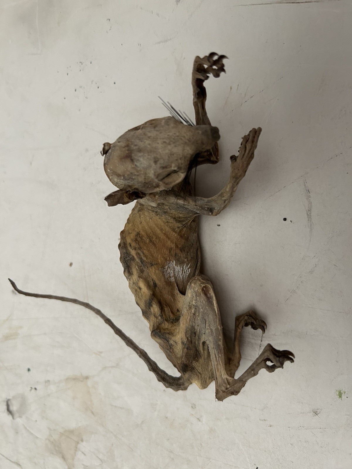 Mummified Baby Squirrel Unusual Unique