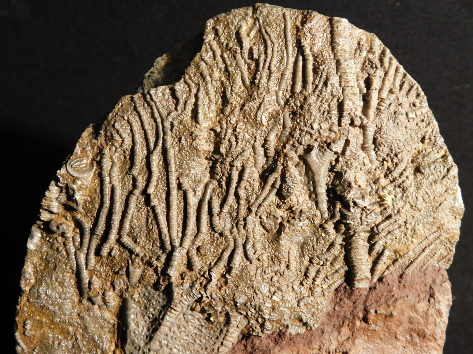 Larger! 430 Million Year Old! CRINOID Fossil or Sea LILY Fossil Morocco 601gr