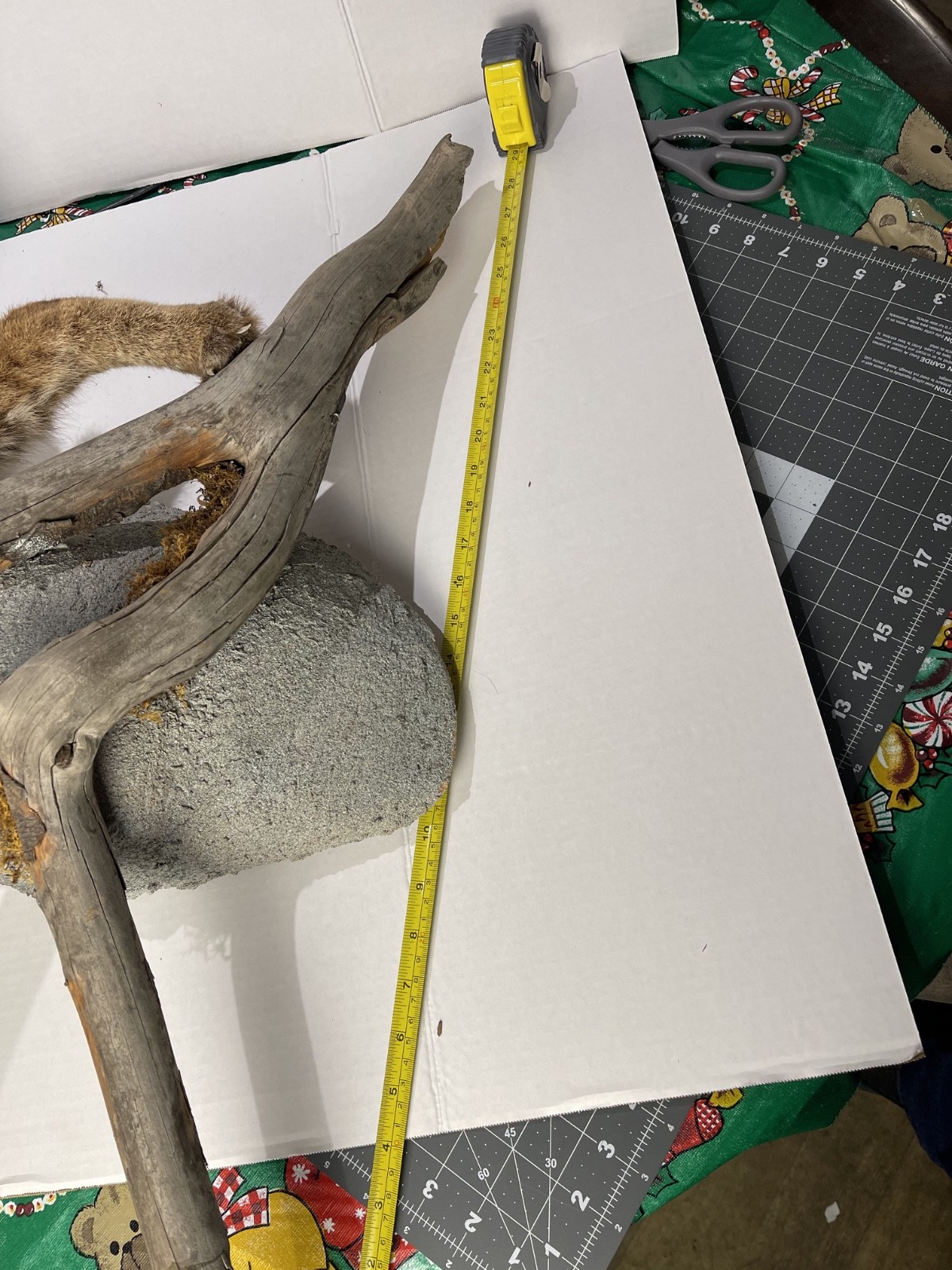 Bobcat Taxidermy Wall Mount Wildlife Hunting wild cat