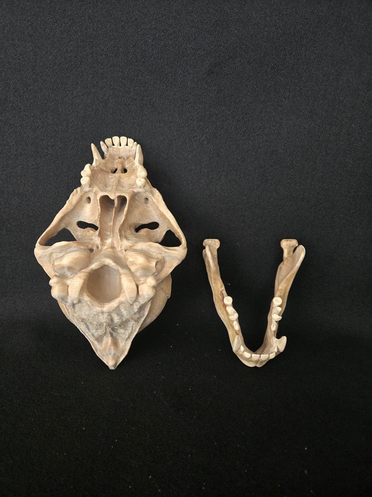 Werewolf Skull Realistic "Large" With Stand