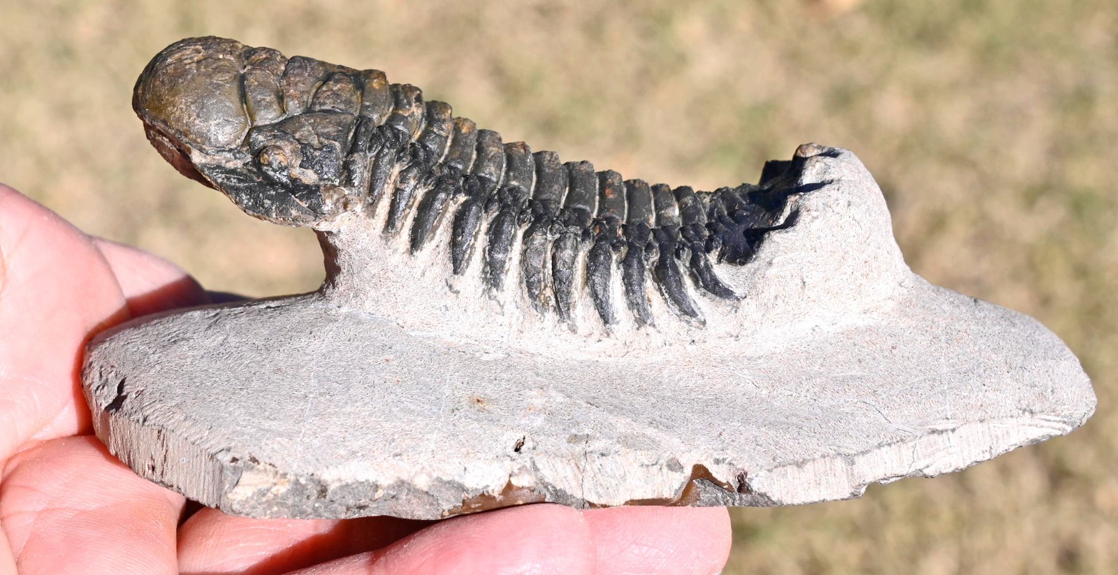 Trilobite Fossil, Crotalocephalus gibbus with a Hypostome, from Morocco #2