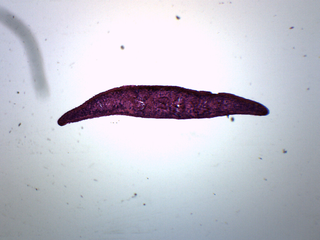 Planaria, 3 Different Regions  - CS - Prepared Slide - 75x25mm - Eisco Labs