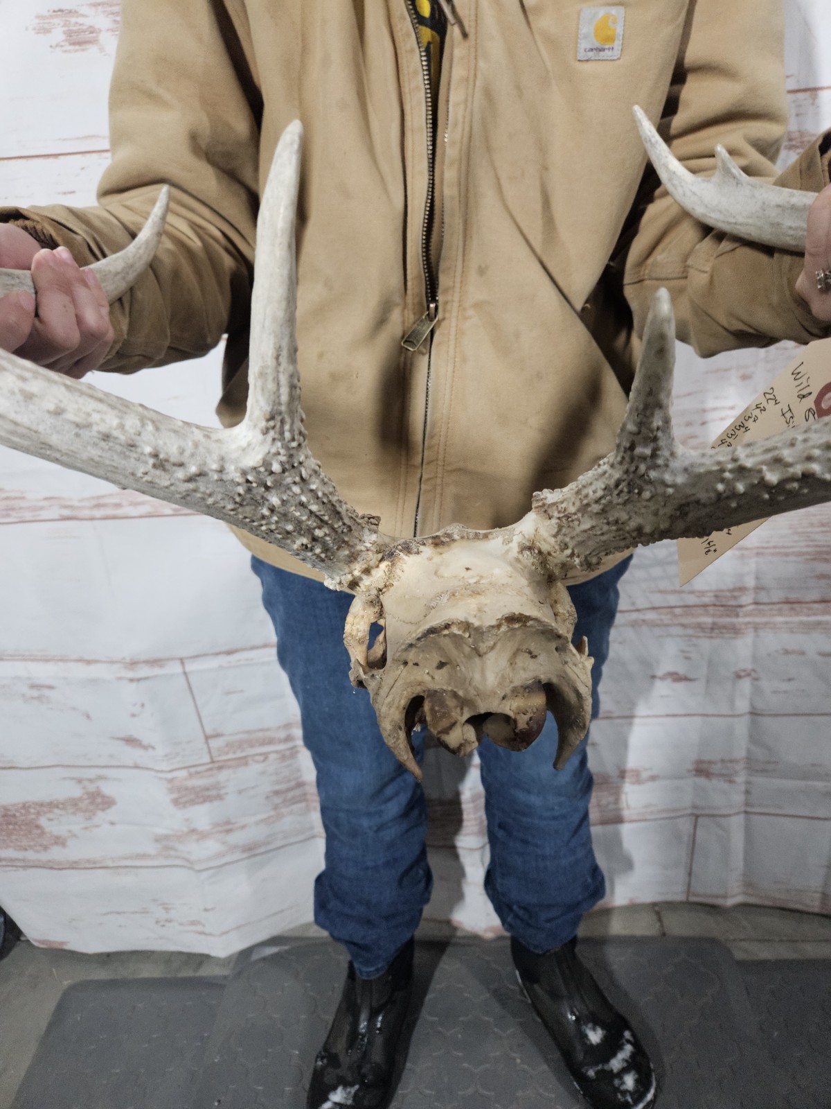 Wild 8 Point Whitetail Deer Antler Rack Horn European Skull Mount Man Cave 122"