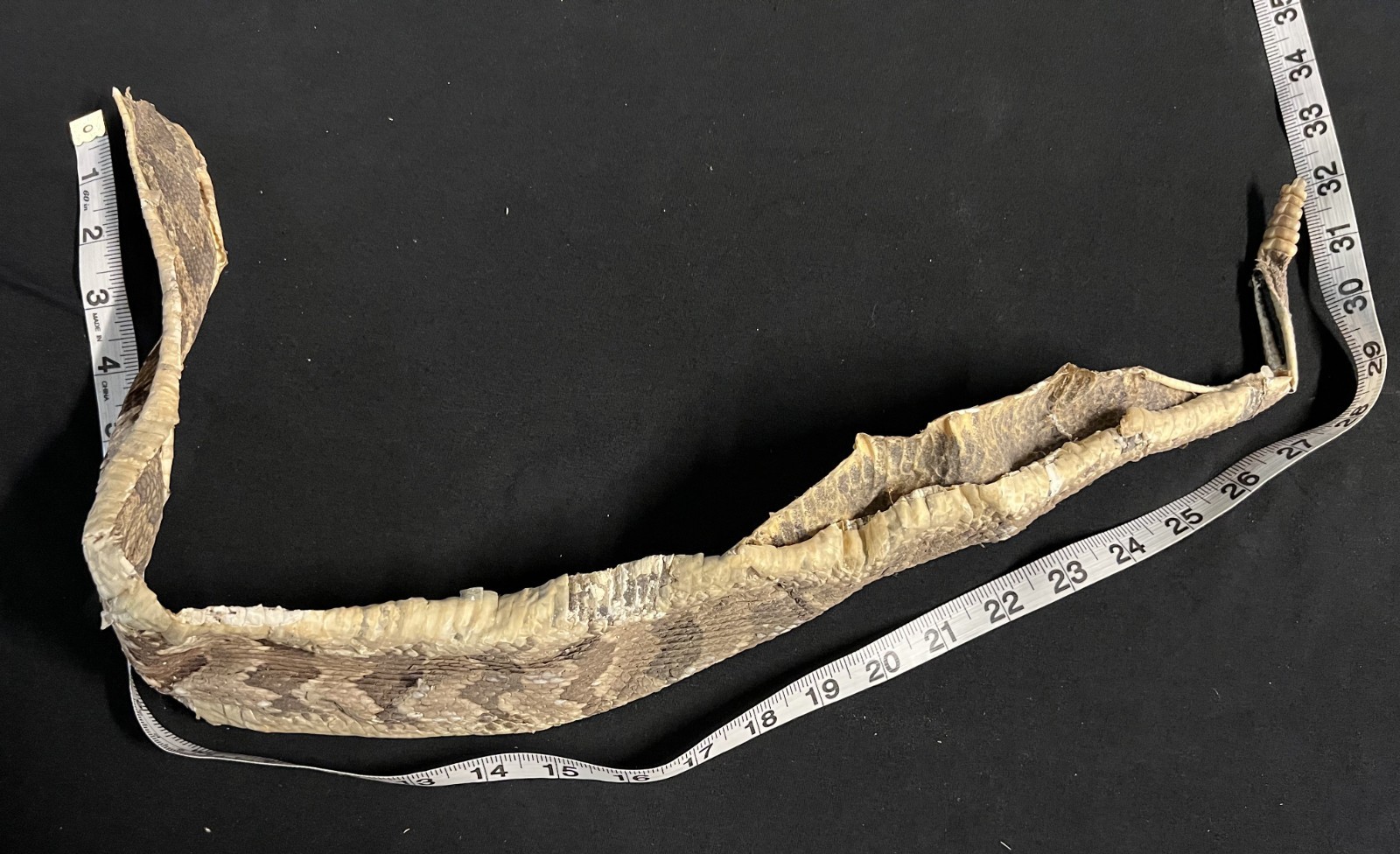 Rattle Snake Rattles & Dried Skin