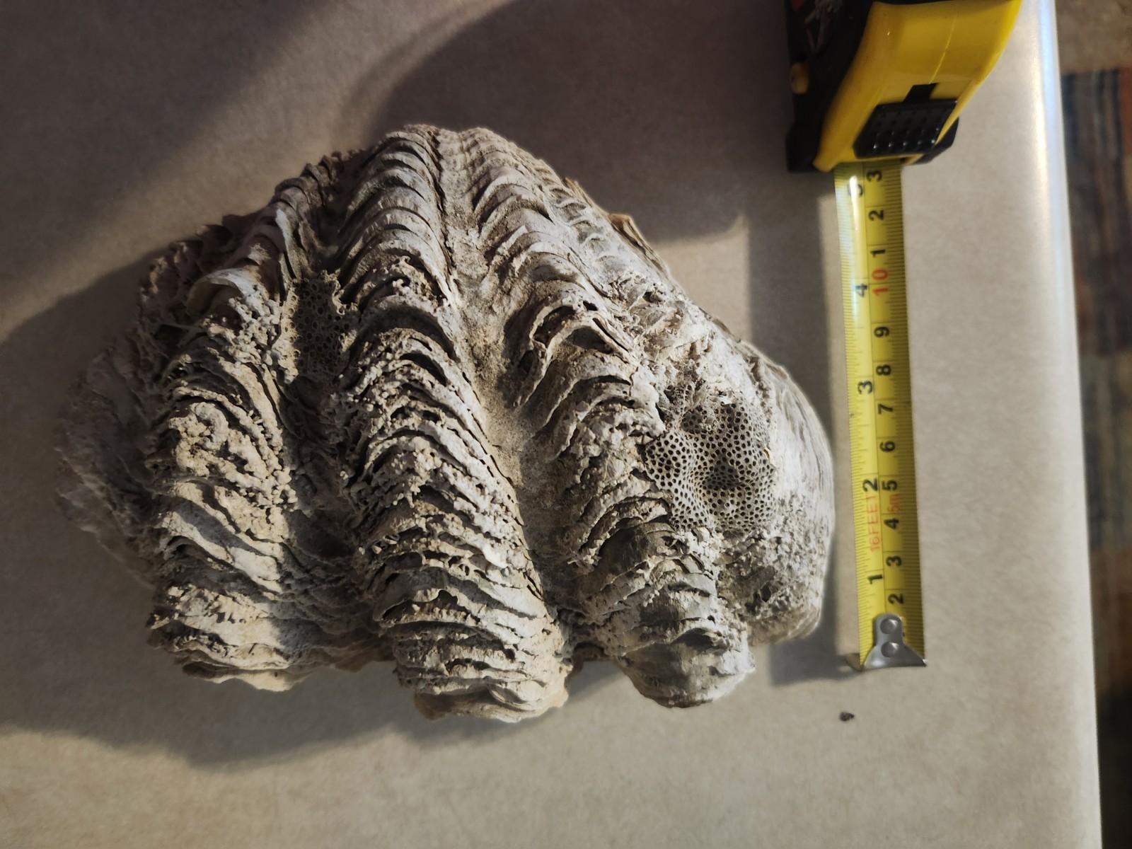 Clam Shell Tridacna   Large