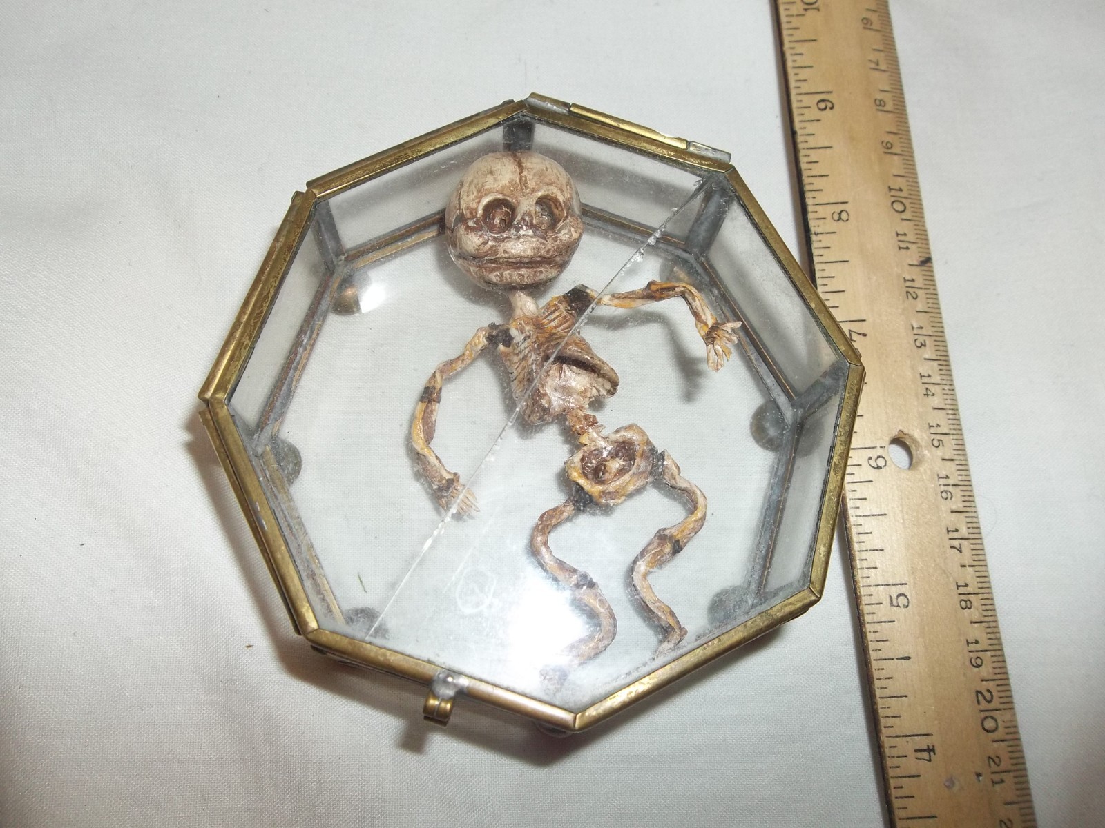 12 Week Fetus/Fetal Skeleton Curvature of Limbs Oddity Curiosity Sideshow Gaff