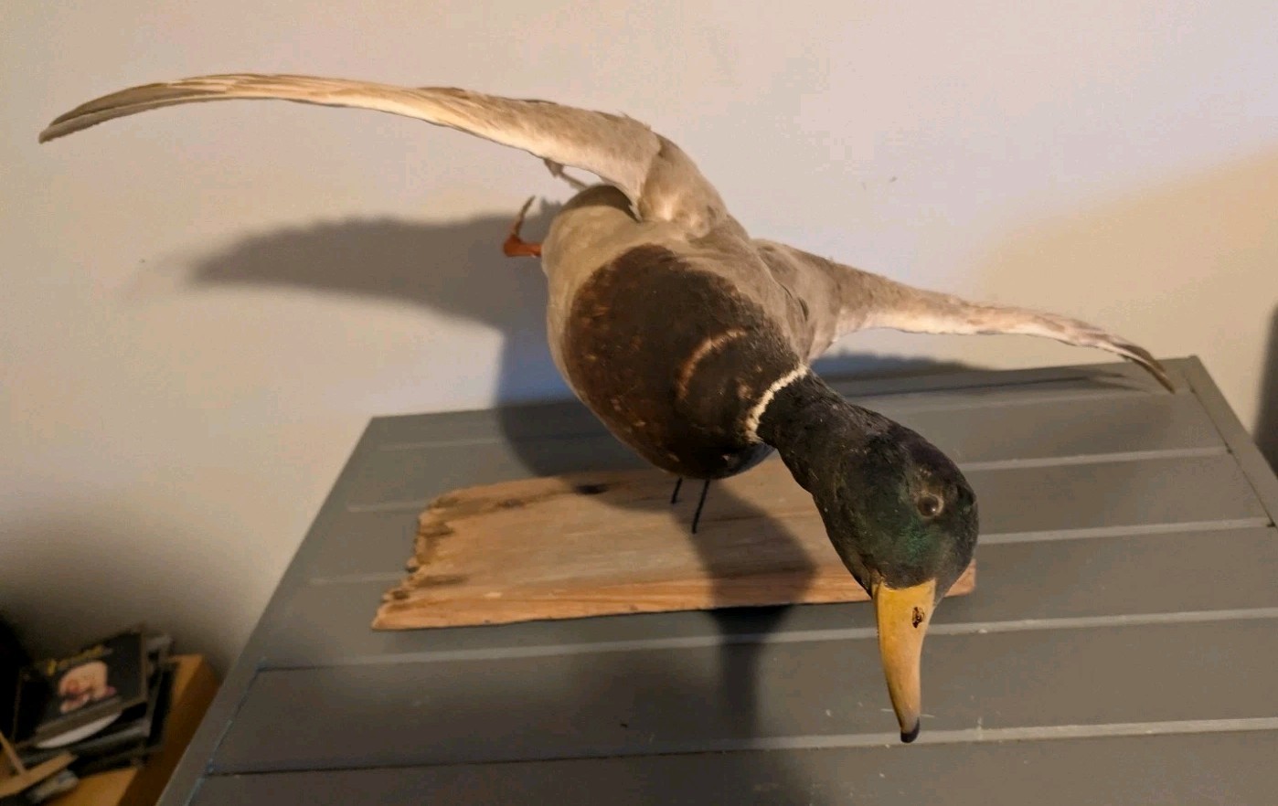 Vintage Antique Taxidermy Wall Mount Mallard Duck Drake on Wood