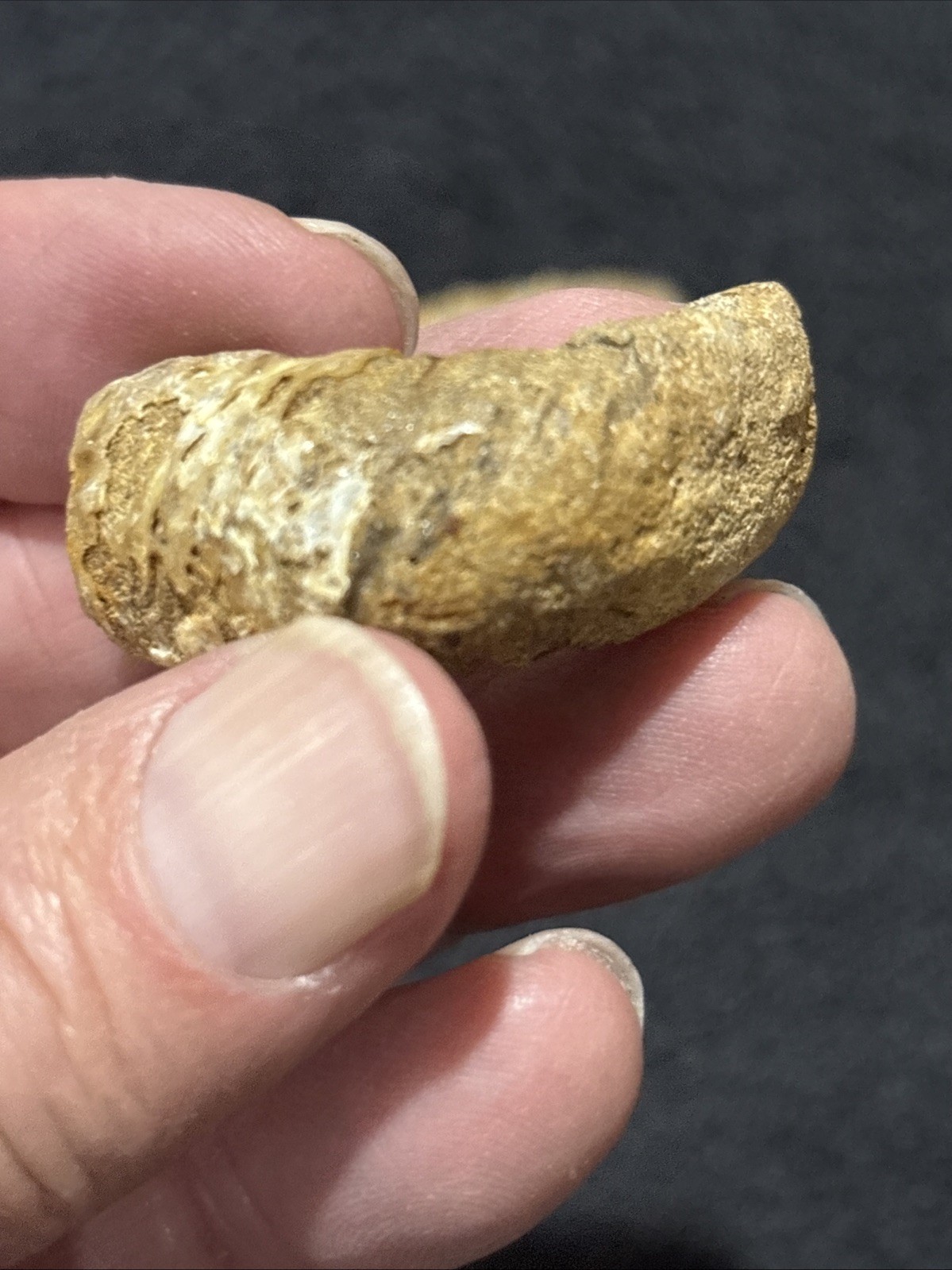 Exceedingly Rare Heteromorph Ammonite eubostrychoceras Madagascar 3 Pieces