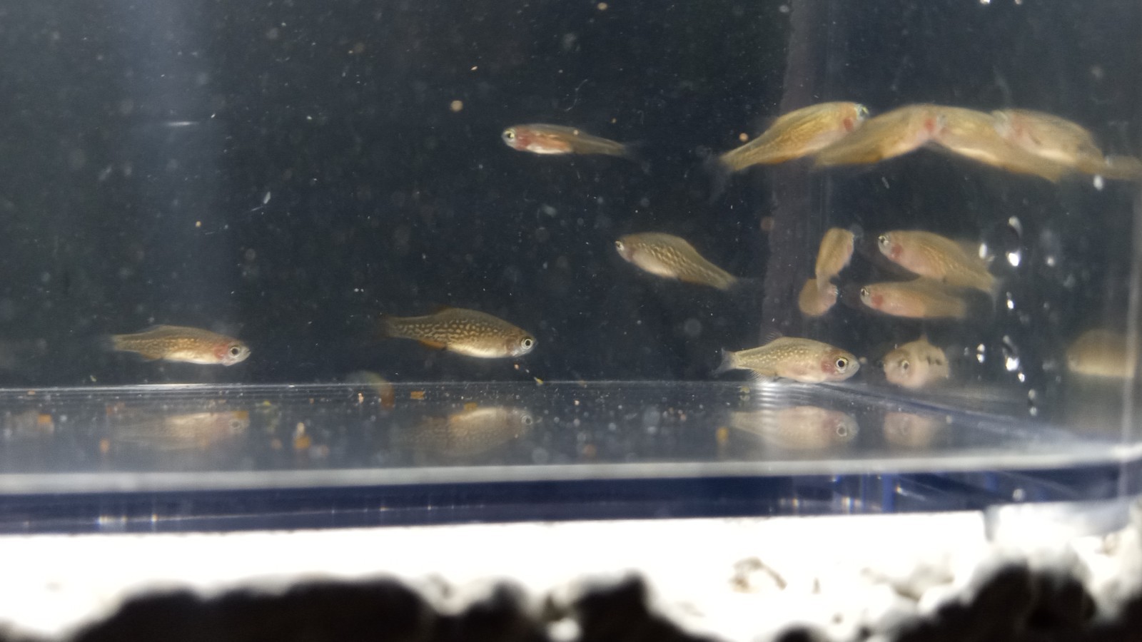 (6) Celestial Pearl Danio-Galaxy Rasbora-HIGH QUALITY- Pennsylvania bred