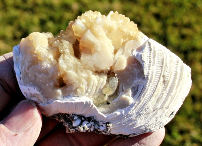 Fluorescent Fossil Crystal Clam from Ruck's Pit, Florida • Mercanaria permanga