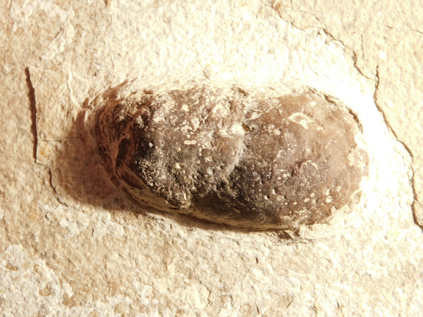 BIG! CROCODILE / TURTLE Coprolite or Fossil Turd From Wyoming 586gr