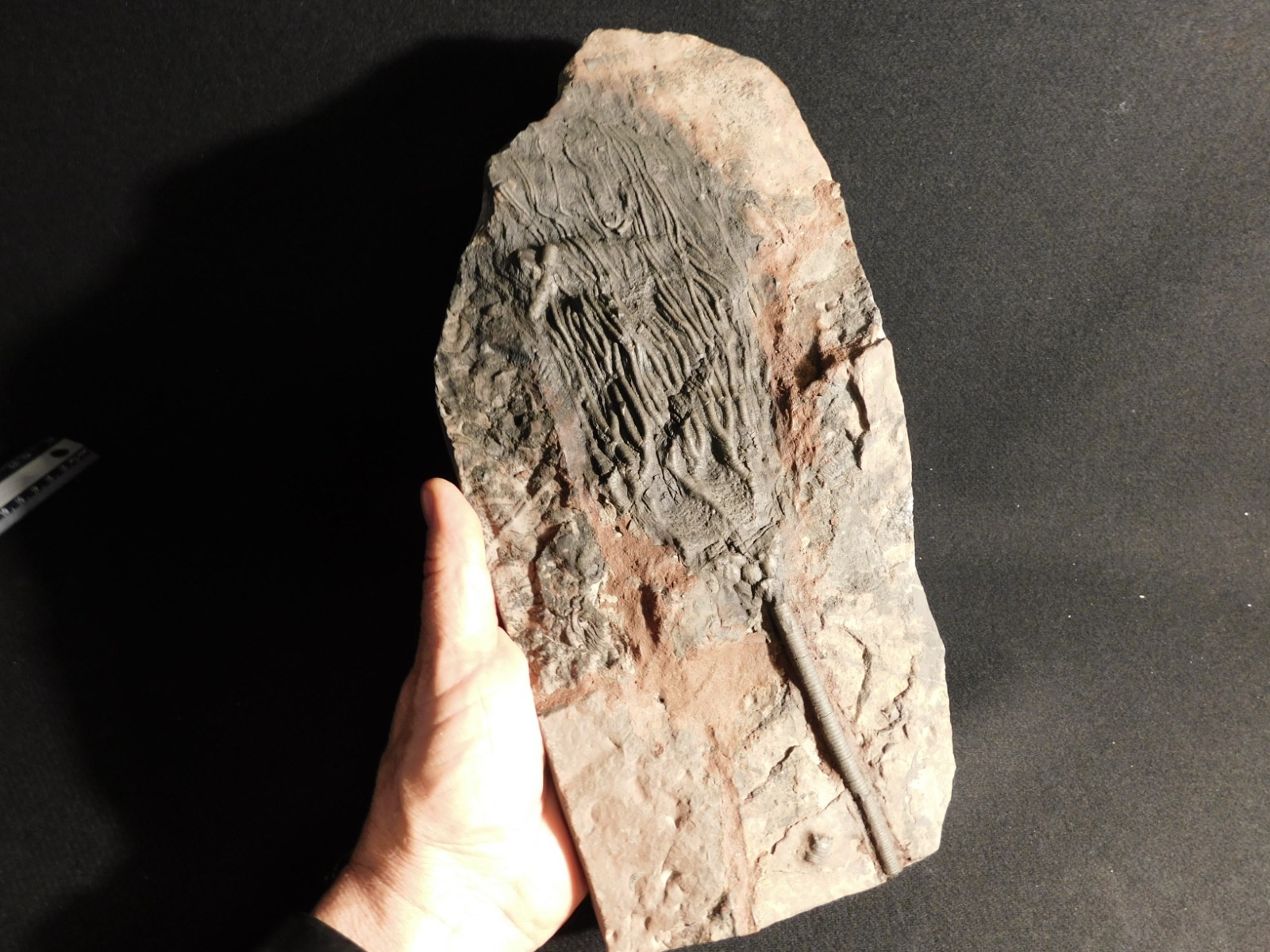 wOw BIG!! 430 Million Year Old! CRINOID Fossil or Sea LILY Fossil Morocco 1801gr