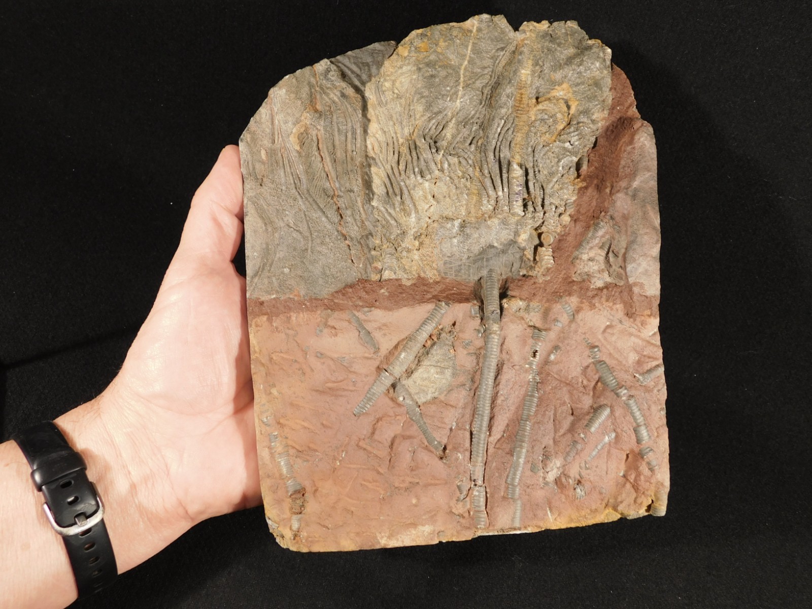 BIG! 430 Million Year Old! CRINOID Fossil or Sea LILY Fossil Morocco 1570gr