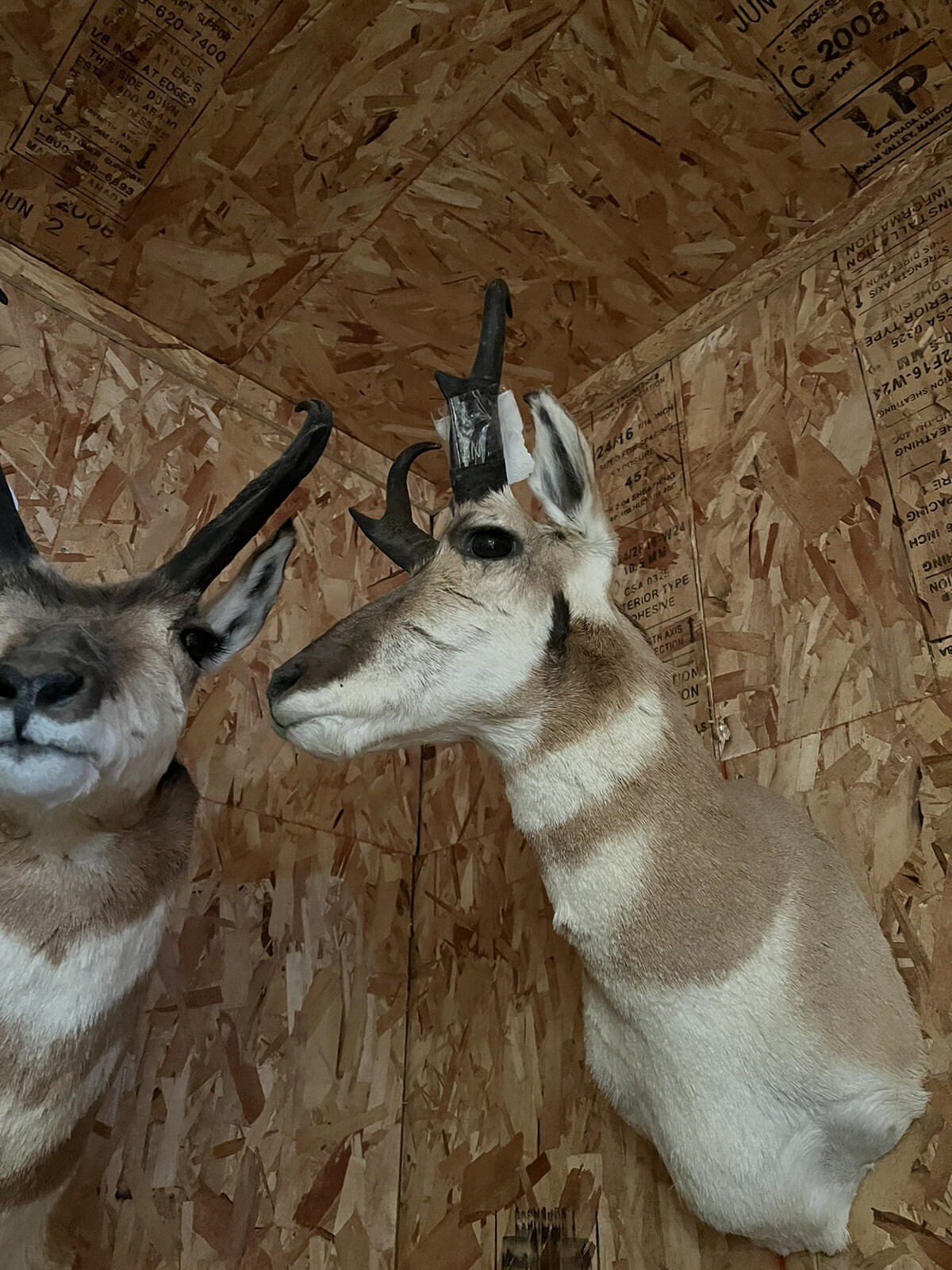 pronhorn antelope taxidermy shoulder mount