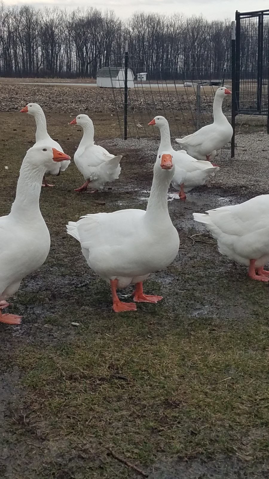 White Embden Hatching Goose Eggs