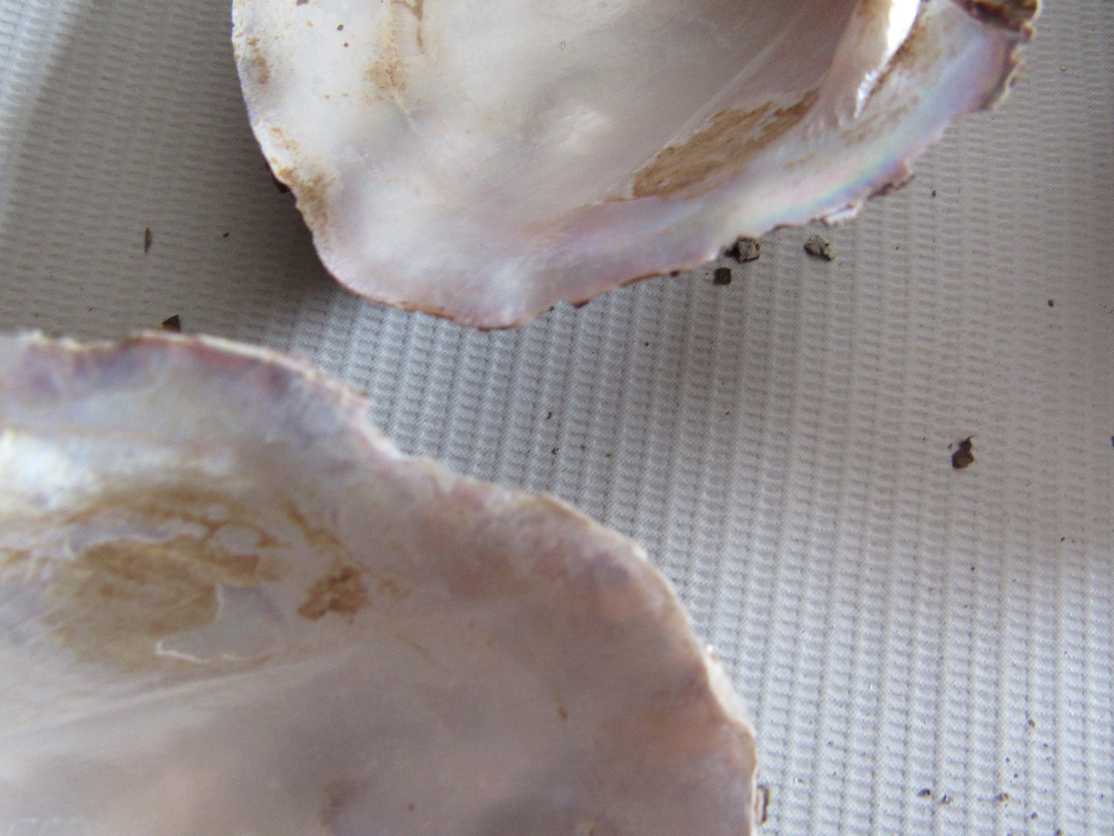 Set of 40 Fifty Year Stock Mother of Pearl Unpolished Freshwater Mussel Shells