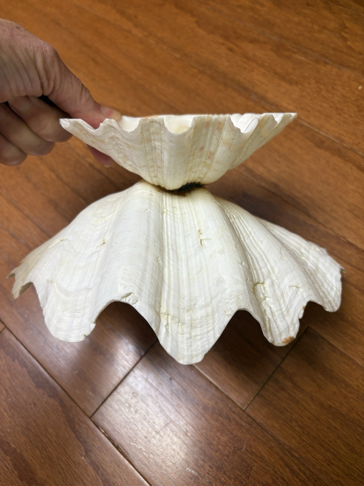 Tridacna Clam Shell Dish Trinket Soap Dish Centerpiece Display 9” Wide