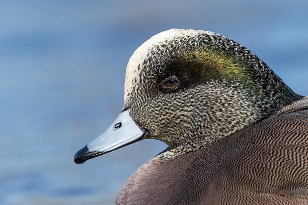 5 pair of New Concept Glass Eyes for Taxidermy and Decoy Making. Medium Brown