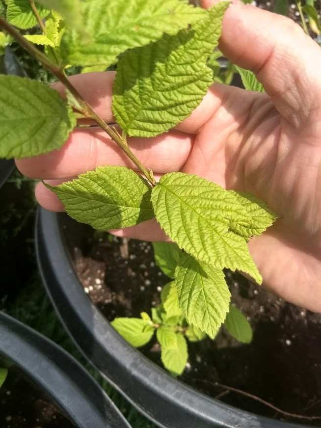 1 DORMANT Nanking White sweet bush cherry plant. Zones 2-7. Not self-pollinating