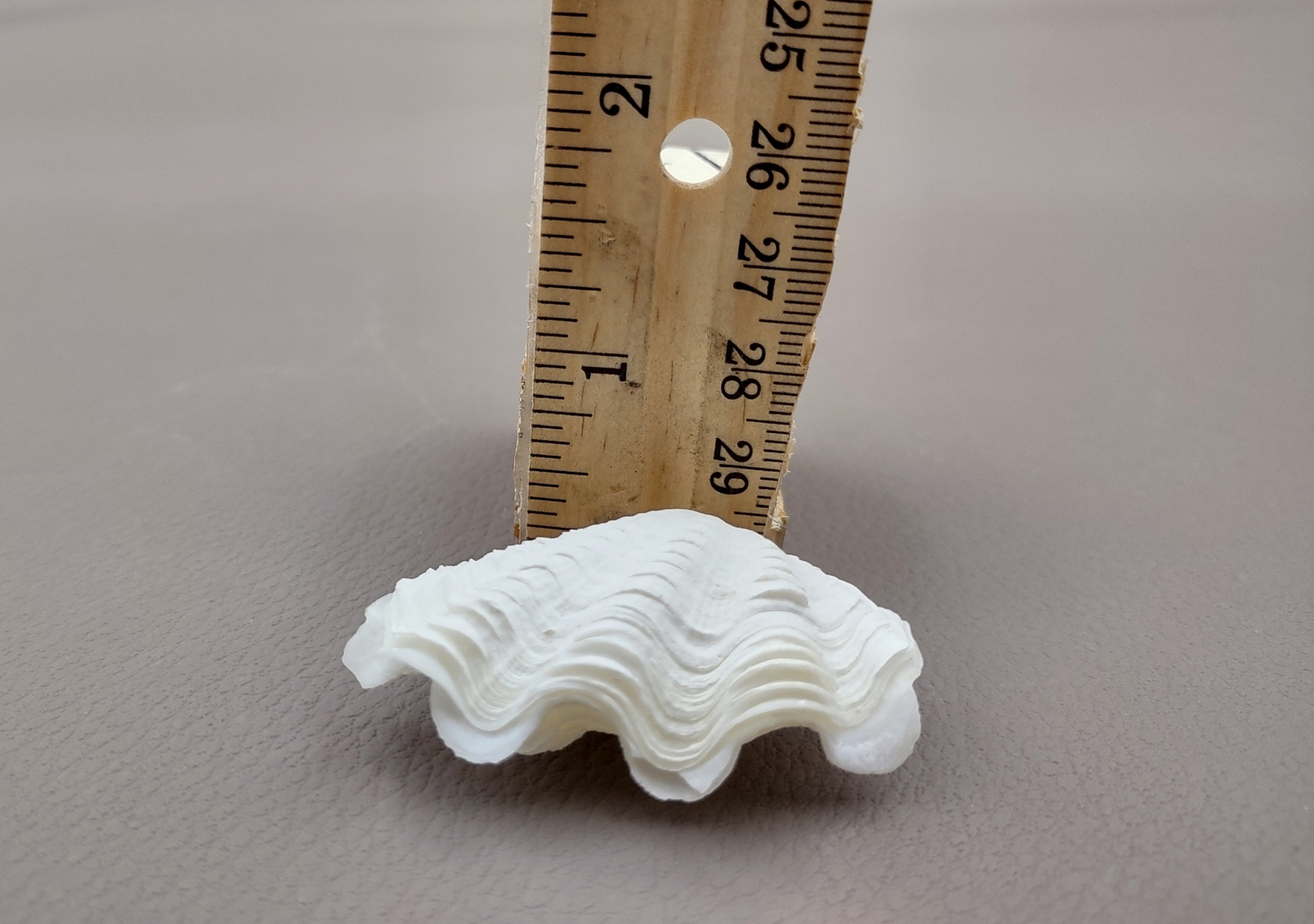 Mini Derasa Clam Seashell White Tridacna Derasa (1 shell approx. 1+ inches)