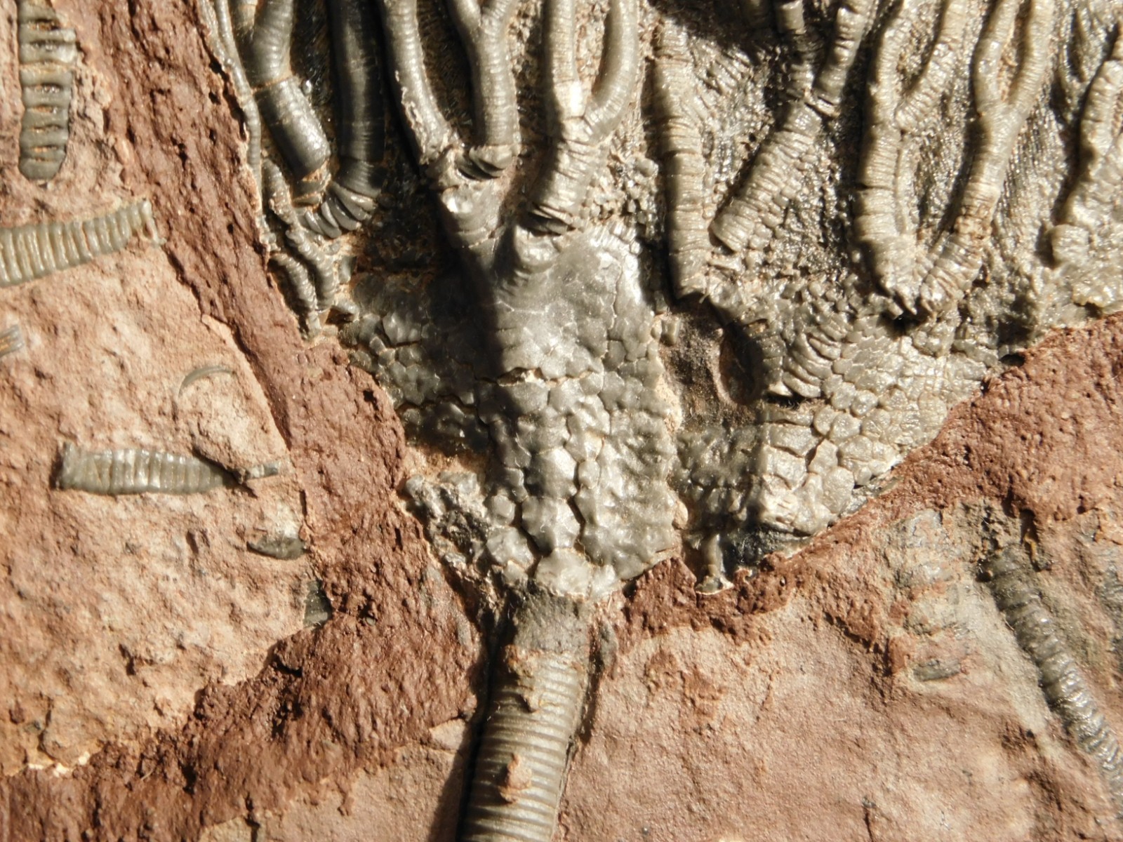 LARGER! 430 Million Year Old! CRINOID Fossil or Sea LILY Fossil Morocco 1133gr