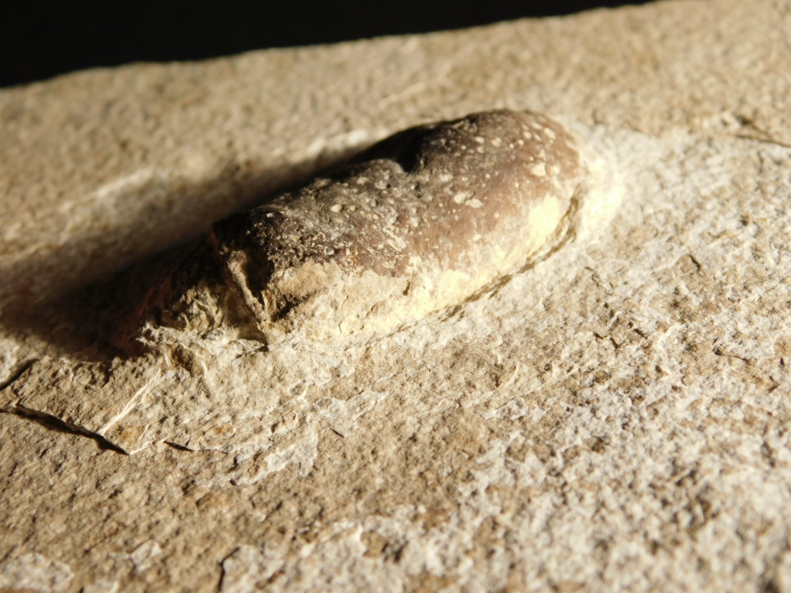 BIG! CROCODILE / TURTLE Coprolite or Fossil Turd From Wyoming 586gr