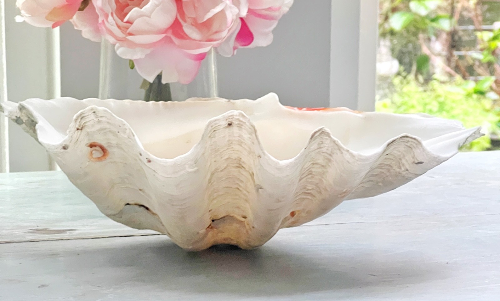 Tridacna Giant Clam Shell Natural Large Vintage Decorative Piece 12.75"