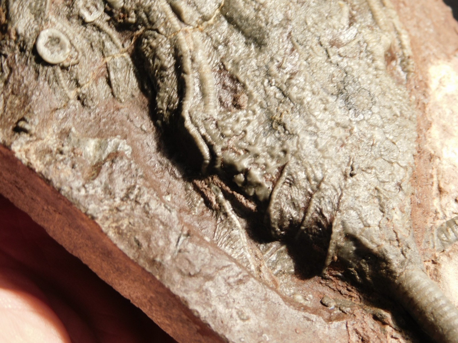 430 Million Year Old! CRINOID Fossil or Sea LILY Fossil Morocco 669gr