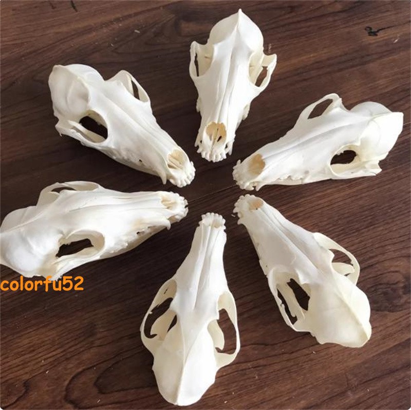 Real Fox Skull Taxidermy Bone Skeleton Halloween Fish Tank Decoration In Stock
