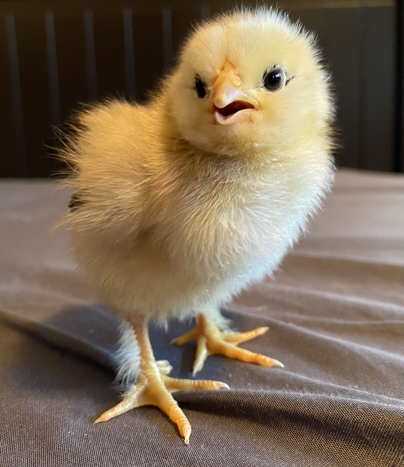 12+ Rare Breed Chicken Hatching Eggs Orpington, Wyandotte, Sweddish Flower