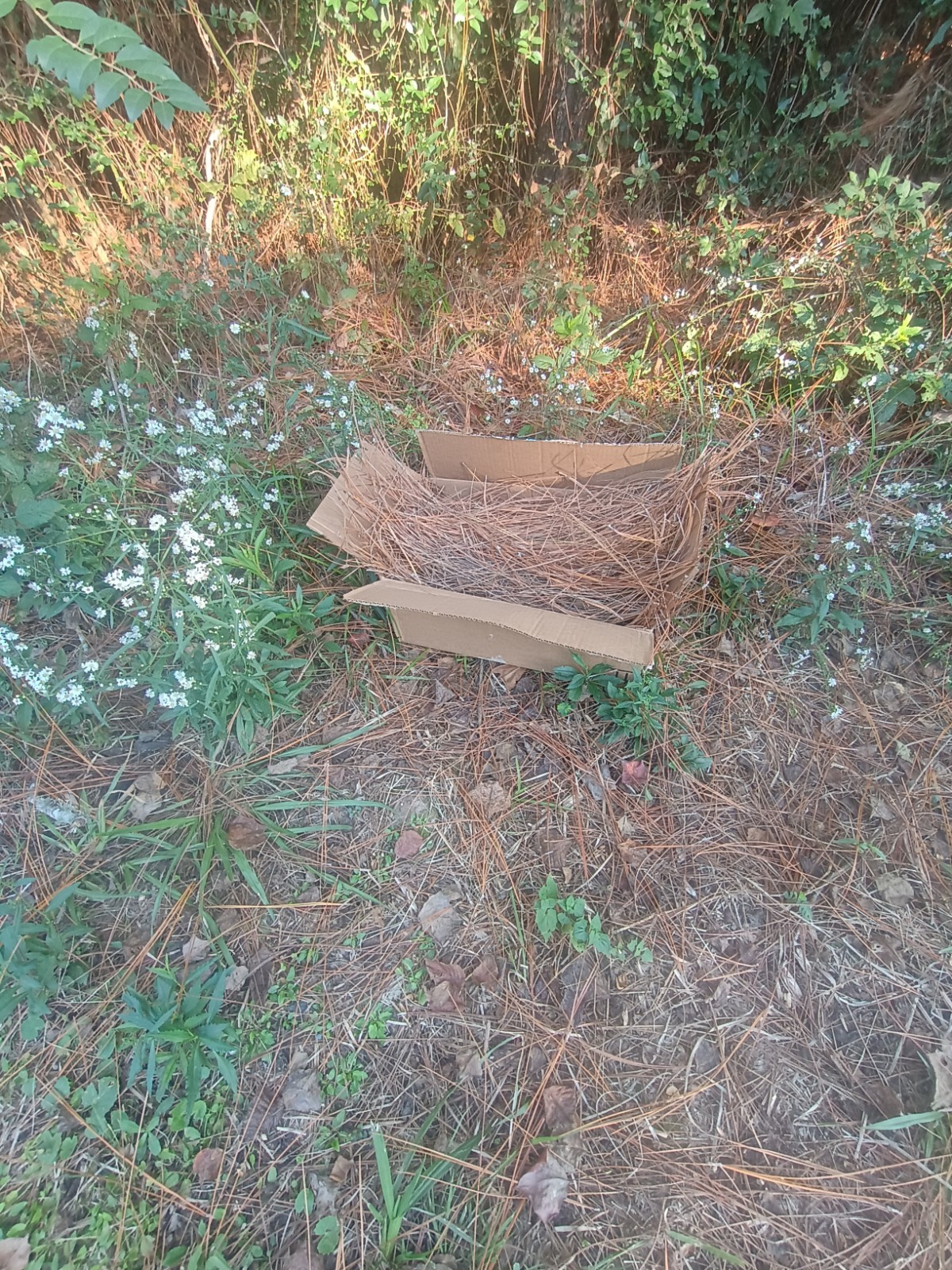 Louisiana Cajun Native LongLeaf Pine Needles 2 Pounds Garden Mulch Art Craft⚜️