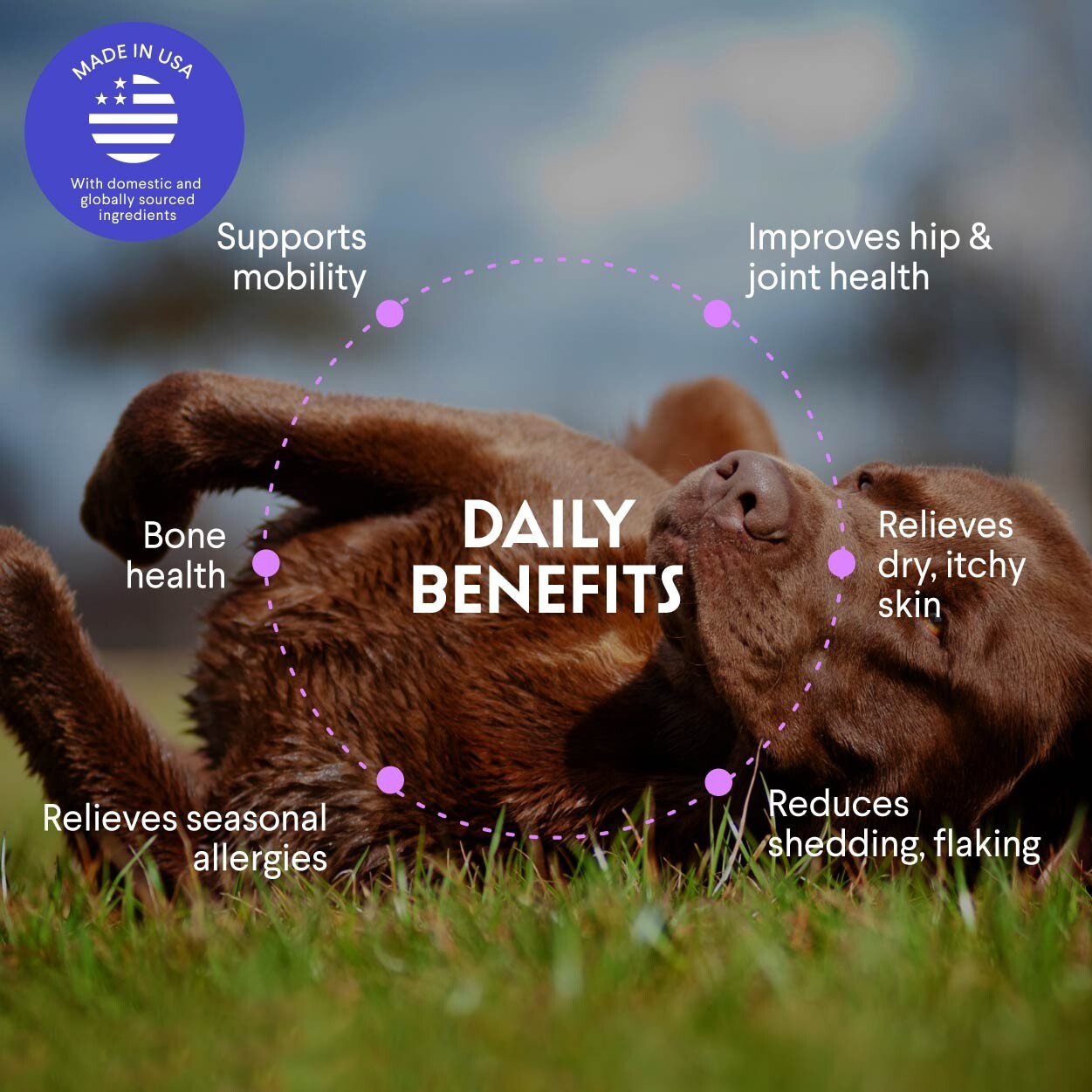 Premium Salmon Oil for Dogs – Pure Norwegian Salmon Oil -8oz Liquid