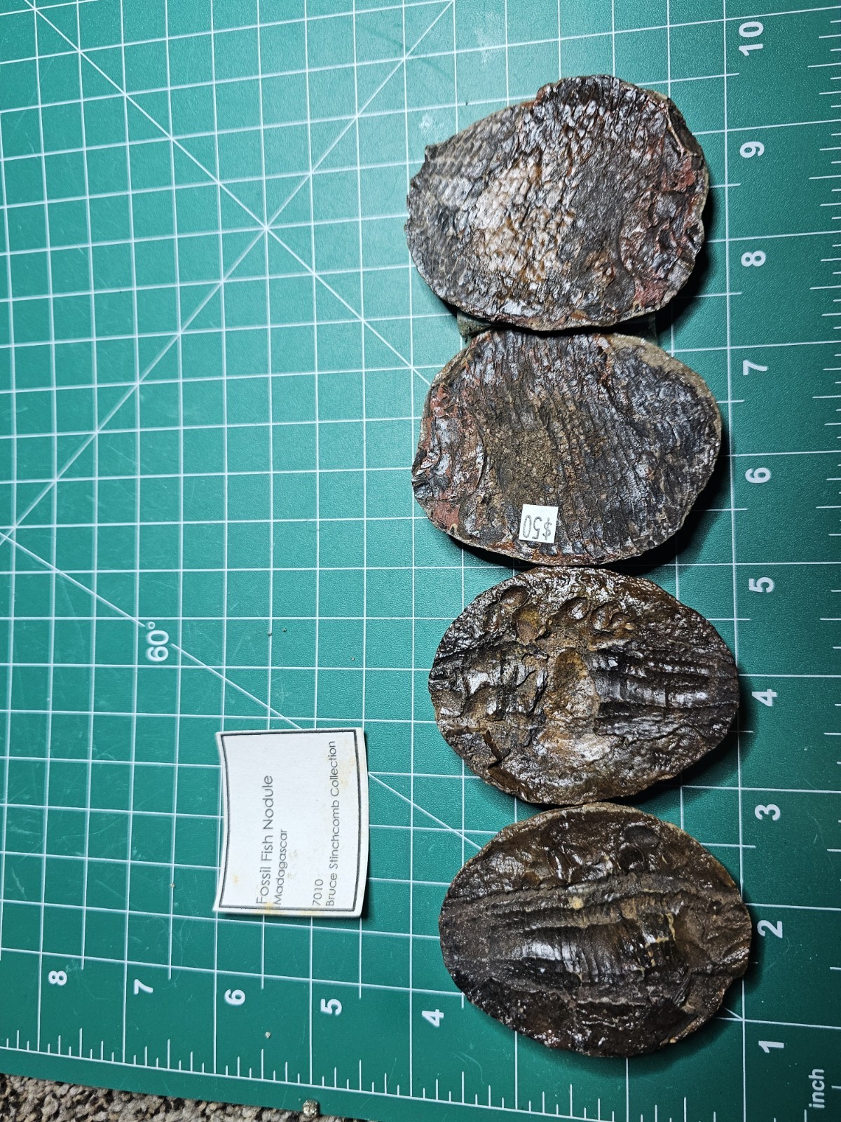 2 Rare Fish Fossil Nodules Dr Bruce Stinchcomb Collection L.