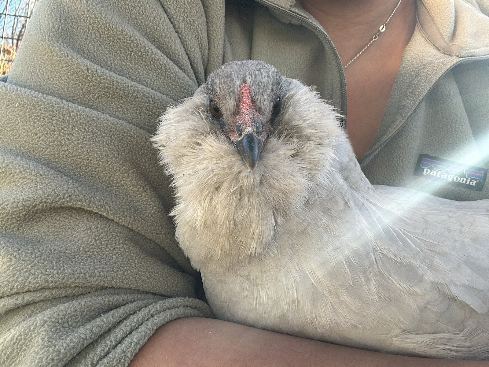 6+ Organically Raised Self Blue Lavender Ameraucana Fertile Hatching Eggs