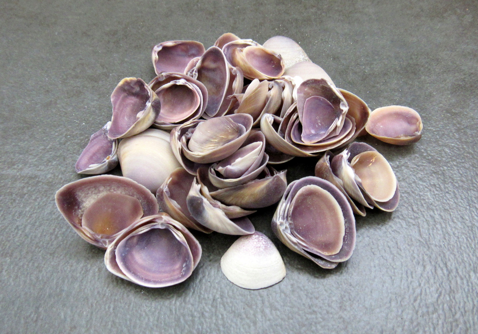 Purple Cay Cay Clam Seashells (approx. half cup 45+ shells 0.75+ inches)