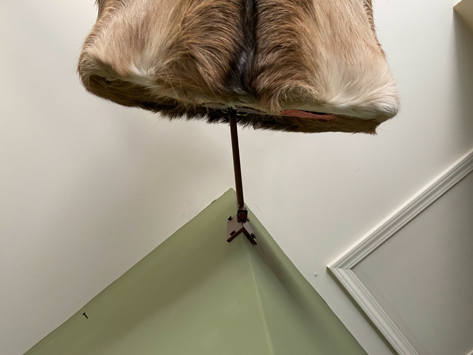 Amazeen Outdoors Adjustable Shoulder Mount Wall Hanger Whitetail Deer Mule