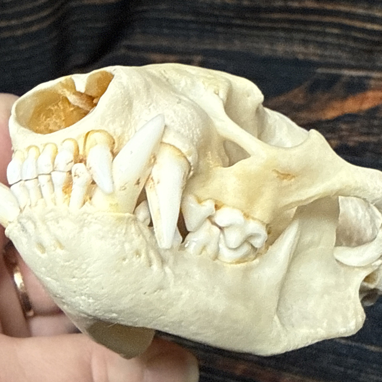 Real XL Badger Skull Unique Gift Halloween Craft Animal Mount Art Model Head Odd