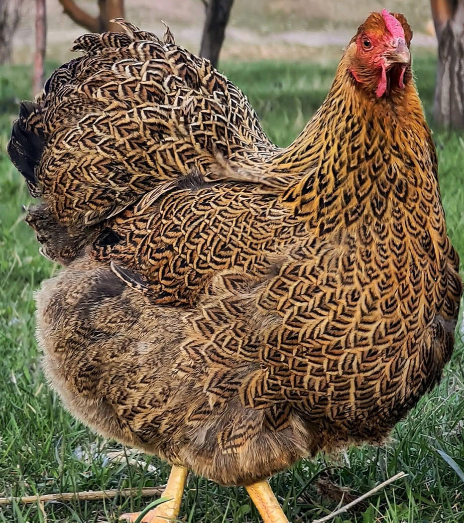 12+ Rare Breed Chicken Fertile Hatching Eggs, Wyandotte, Sweddish Flower