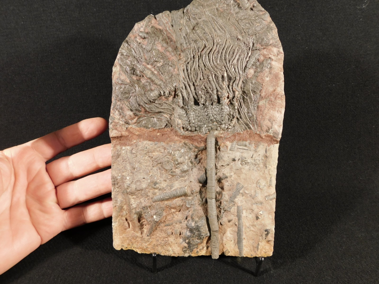 Nice! 430 Million Year Old! CRINOID Fossil or Sea LILY Fossil Morocco 838gr