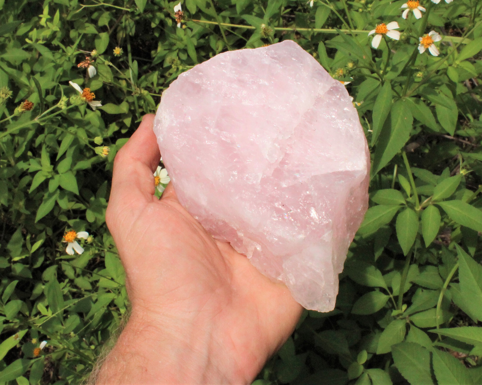 JUMBO Rose Quartz Natural Raw Crystals - Choose Size Huge Chunks (Love Stone)