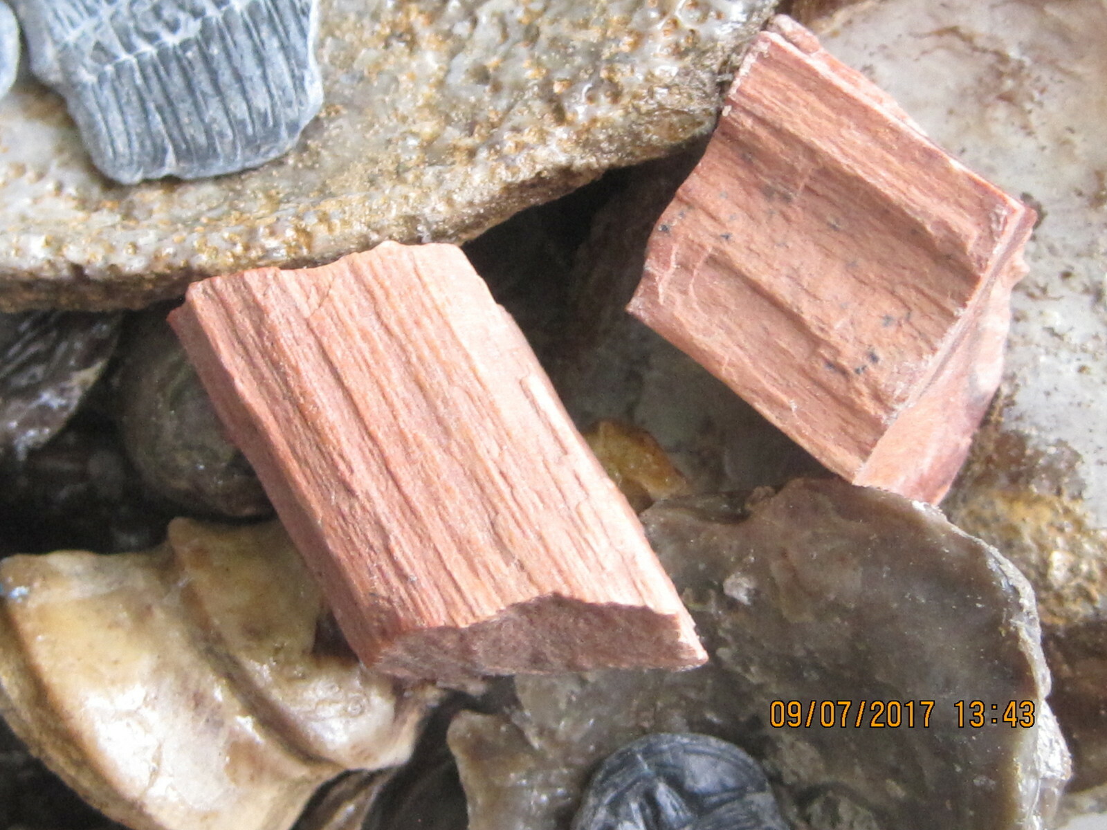 LOT OF 100 ASSORTED FOSSILS WHOLESALE