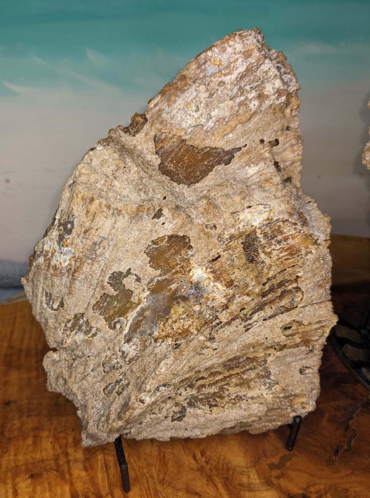 Agatized Coral Fossil Split Geode Botryoidal Blue/Violet Butterfly w/stands