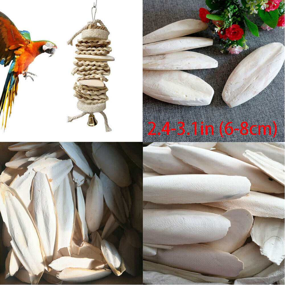 10/20X 2.4-3.1" Cuttlebone for Birds Parrot Chewing Cuttle Bone for Sharp Beaks·