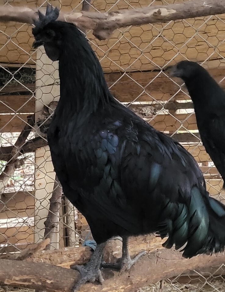 Ayam Cemani 12 Hatching Eggs – Fresh Fertile – Shipped 1–2 Days Old