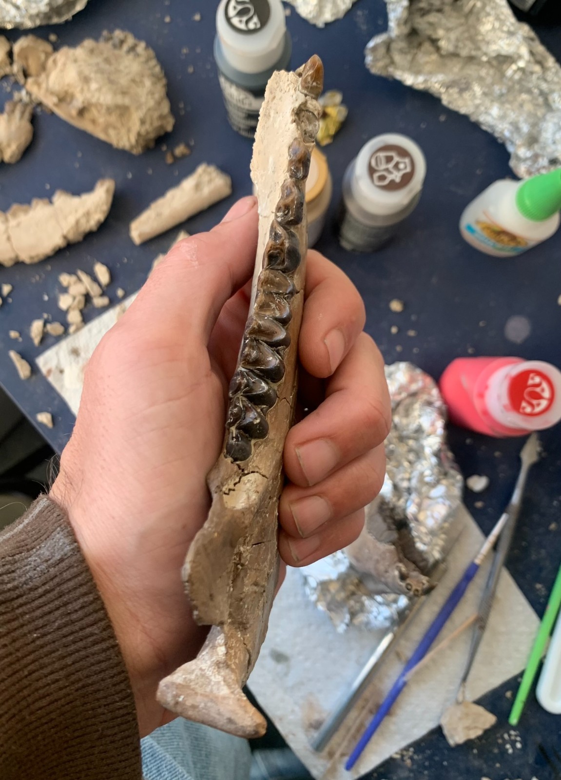 Fossil Merycoidodon Oreodont Teeth In Jaw, White River Badlands,
