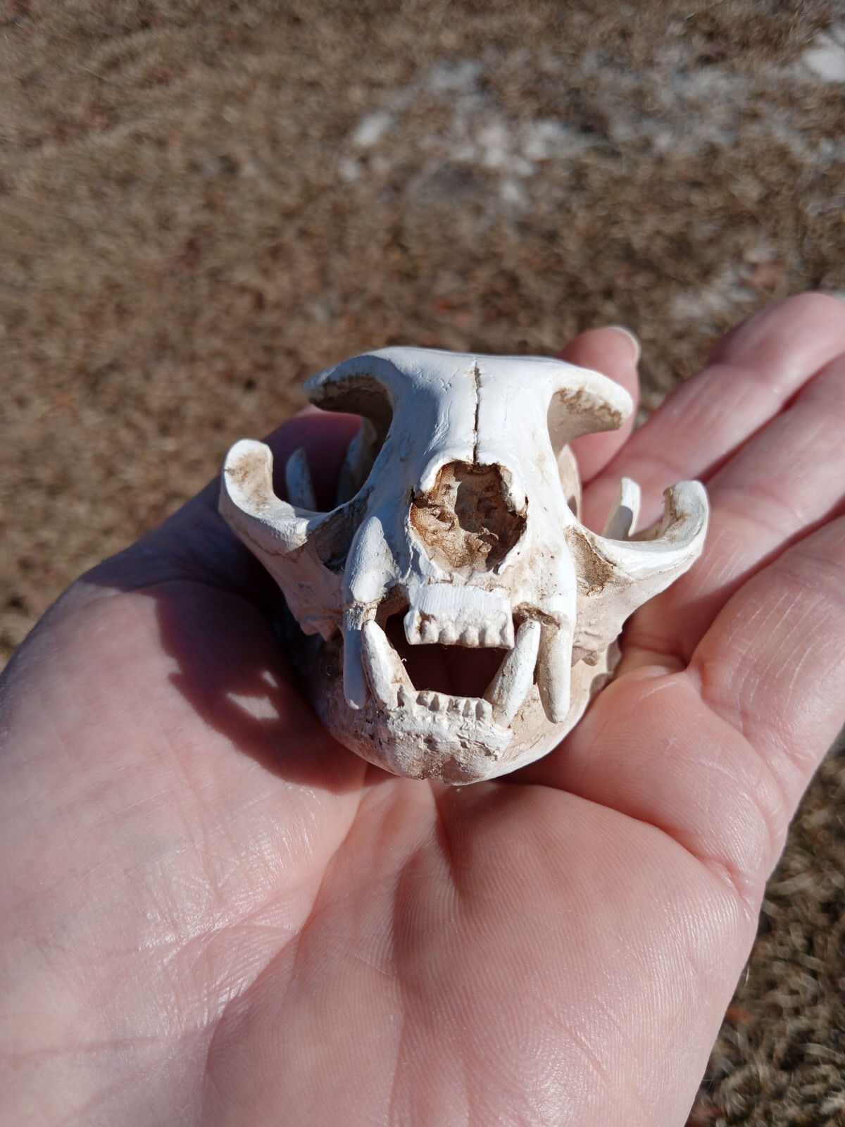 High Quality Replica Resin 😺 Cat Skull. Beautiful Display Cat Skull. Y3