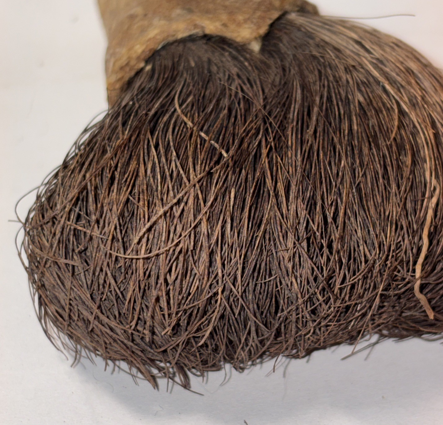 CHUKCHANSI OR MIWOK NATIVE AMERICAN SOAPROOT BRUSH 4”
